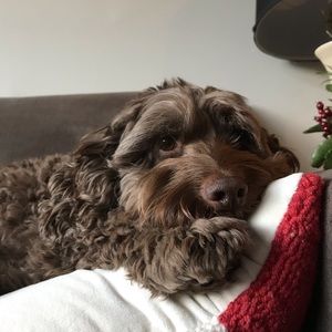 Meet your Posher, Olivia